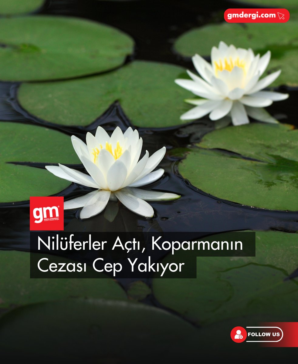 Nilüfer Sökümü ve Cezaları Artıyor