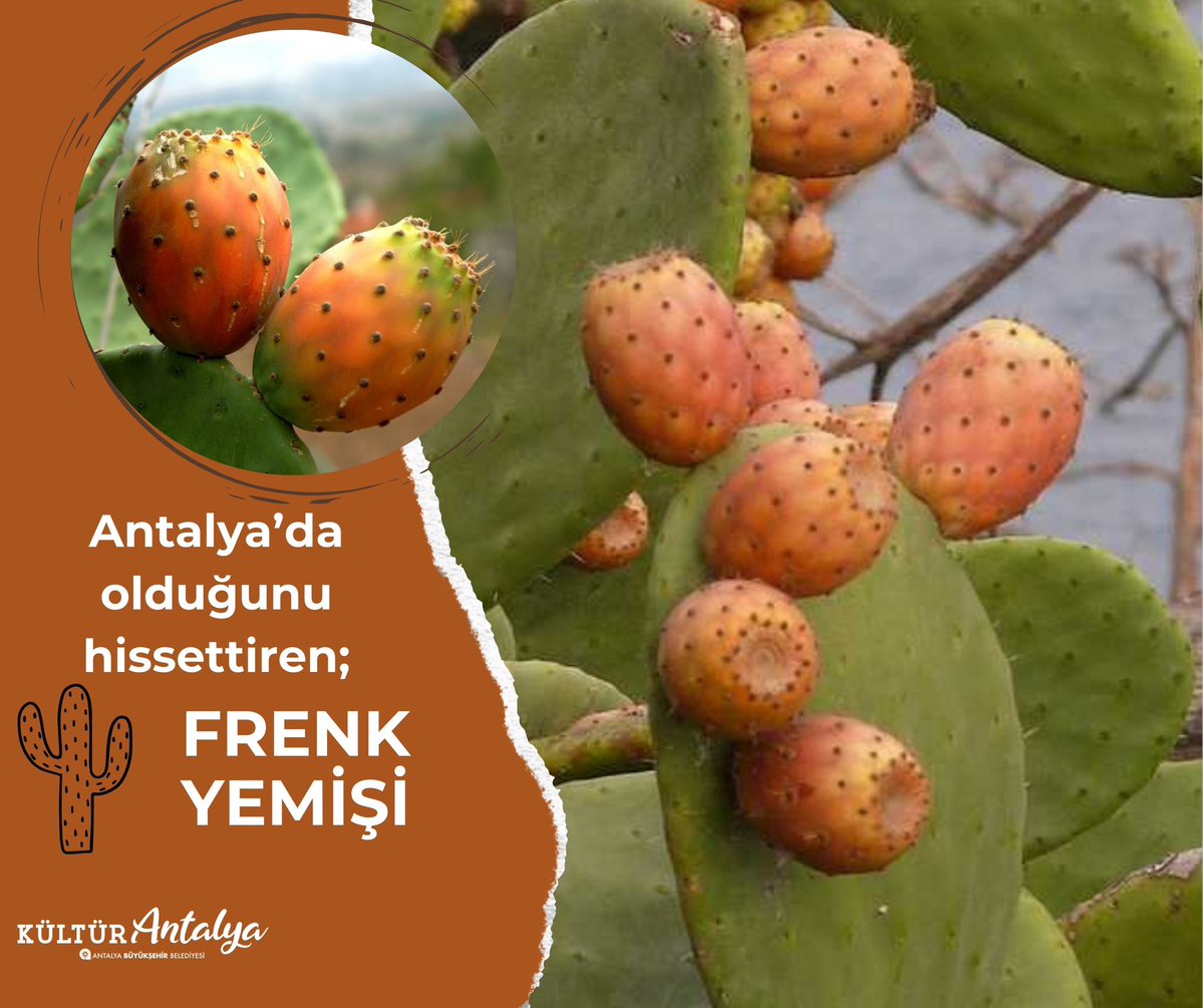 Yazın Serinliği: Antalya'da Frenk Yemişi Sezonu Başladı