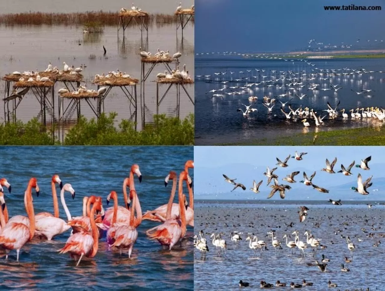 Güney Marmara'da Aileler İçin Üçlü Rota: Kuş Cenneti, Tarih ve Deniz Keyfi