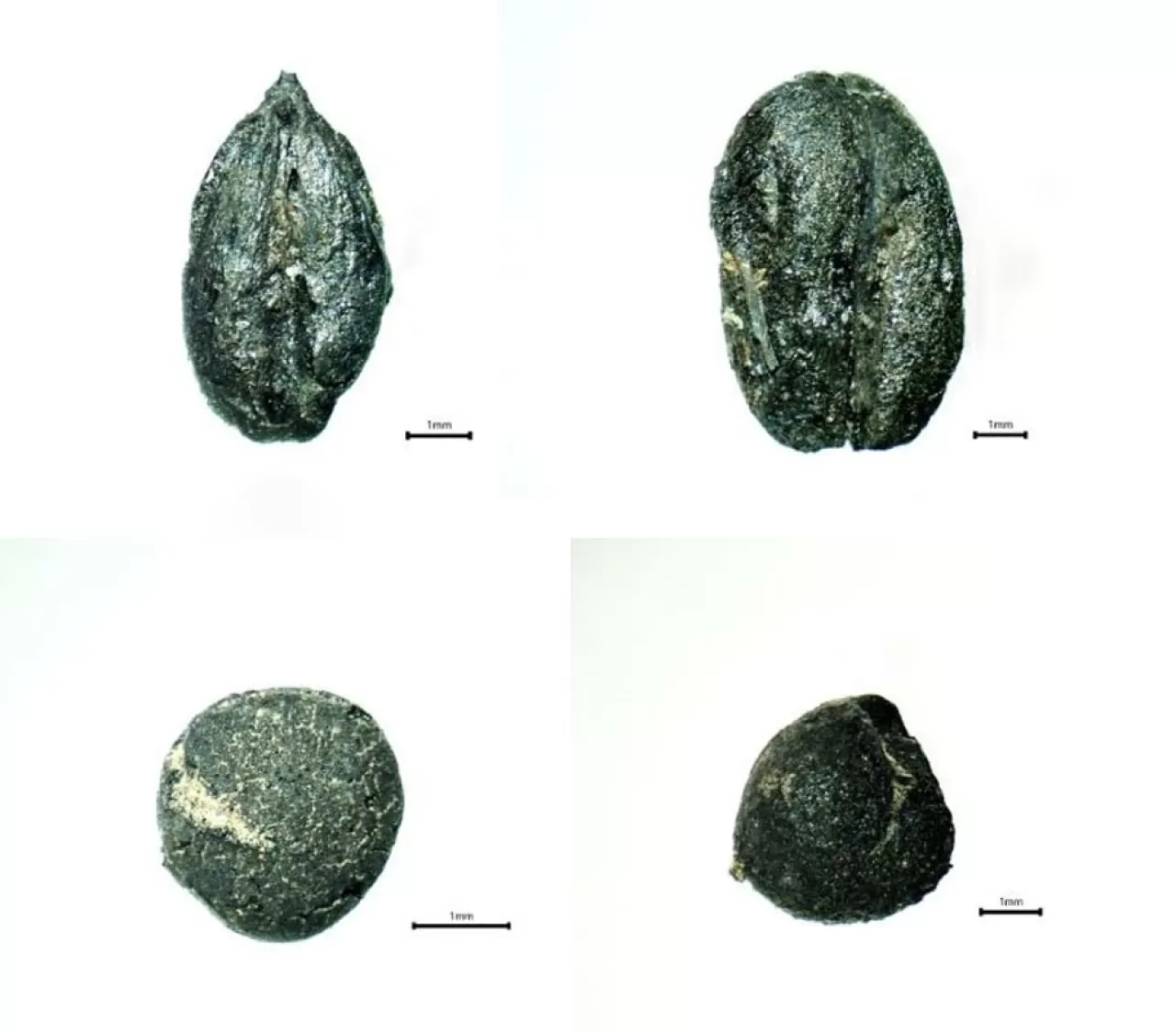 Kadim Tohumların Genetik Hafızası, Geçmişin Sırlarını ve Geleceğin Tarımını Aydınlatıyor