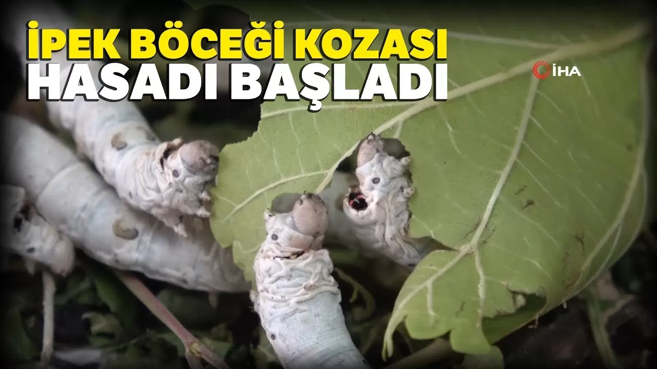 Bursa'nın Kimliği İpek Kozasında ve Cevizli Tel Kadayıfında Saklı