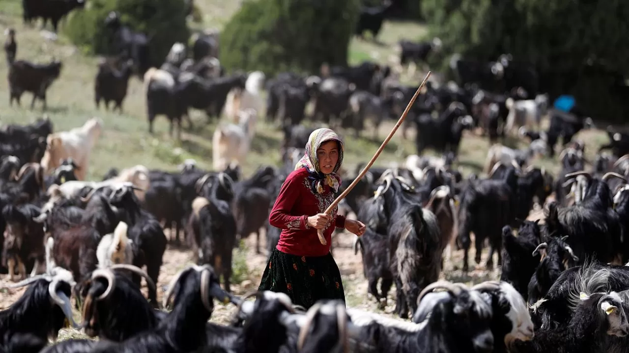 Toroslar'ın Yaşayan Mirası: Teke Yörüklerinin Bin Yıllık Süt ve Ot Kültürü