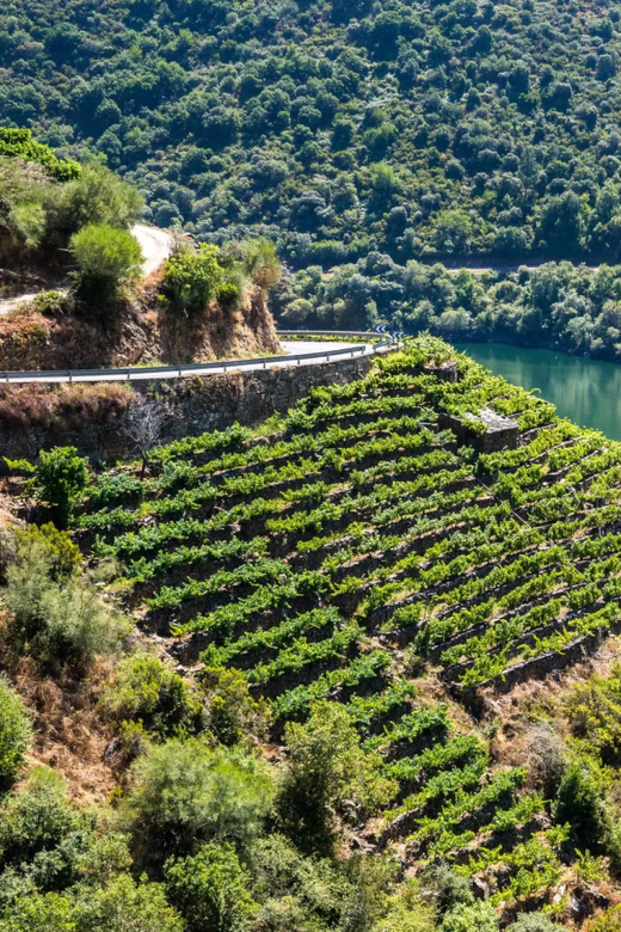 Ribeira Sacra: Kahramanca Bağcılığın İzinde Şarap, Manzara ve Tarih