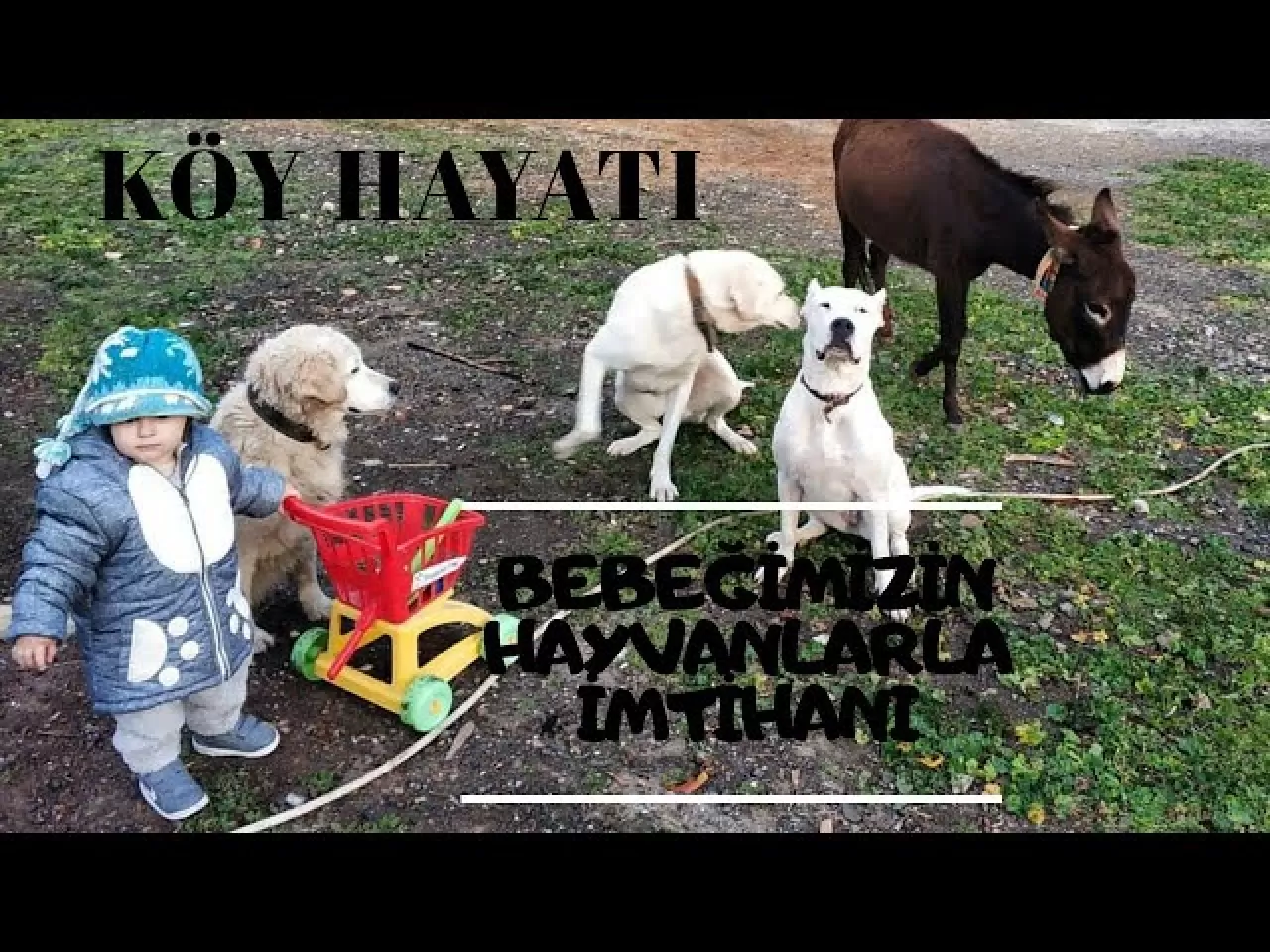 Çiftlik Hayvanlarıyla Terapi: Köy Yaşamının Duygusal Dengeye Etkisi