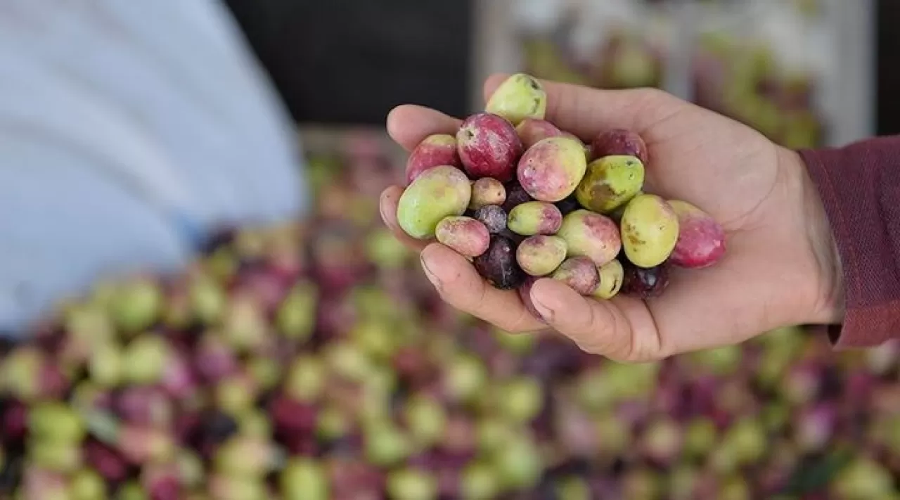 Ege Zeytin Yolu: Binlerce Yıllık Lezzetin İzinde Bir Gastronomi Seyahati