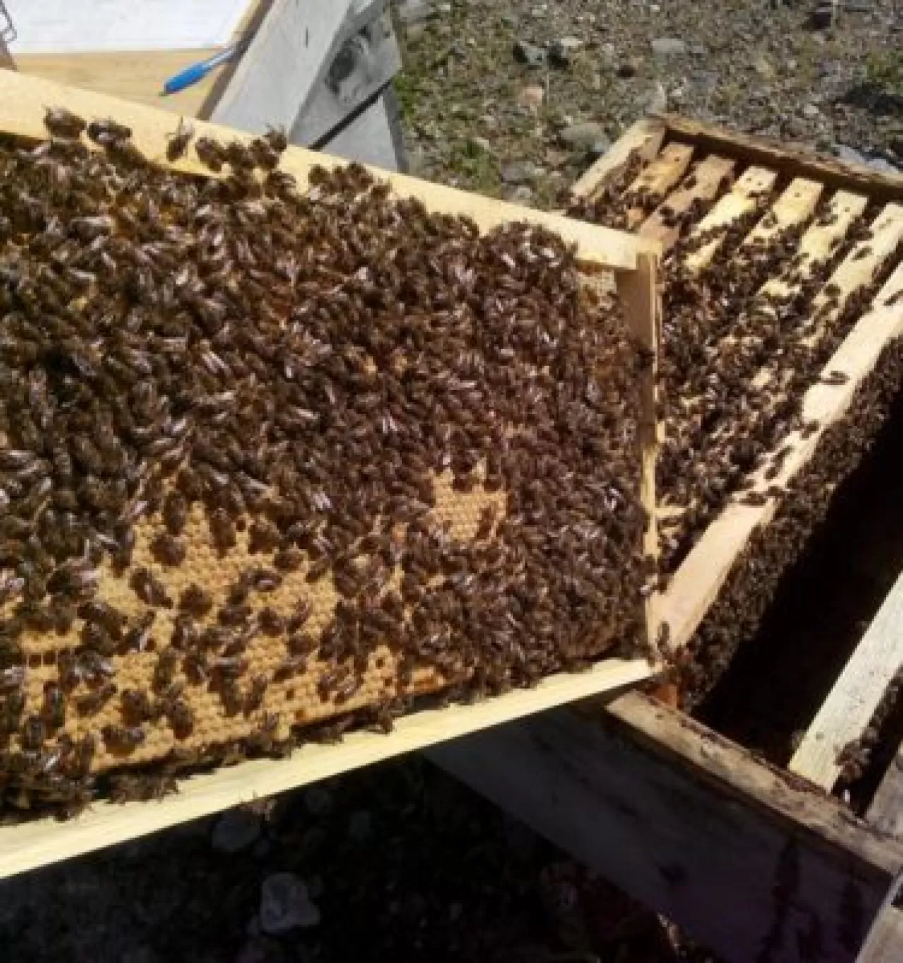 Doğadaki Arı Zekasından İlham Alan Tatil Konsepti: Kolektif Köy Deneyimi