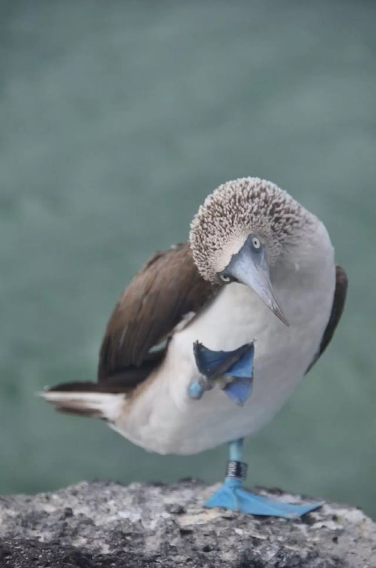 Şimdi Tam Zamanı: Doğanın En Güzel Renklerini Görmek İçin Kus Cennetlerini Keşfedin