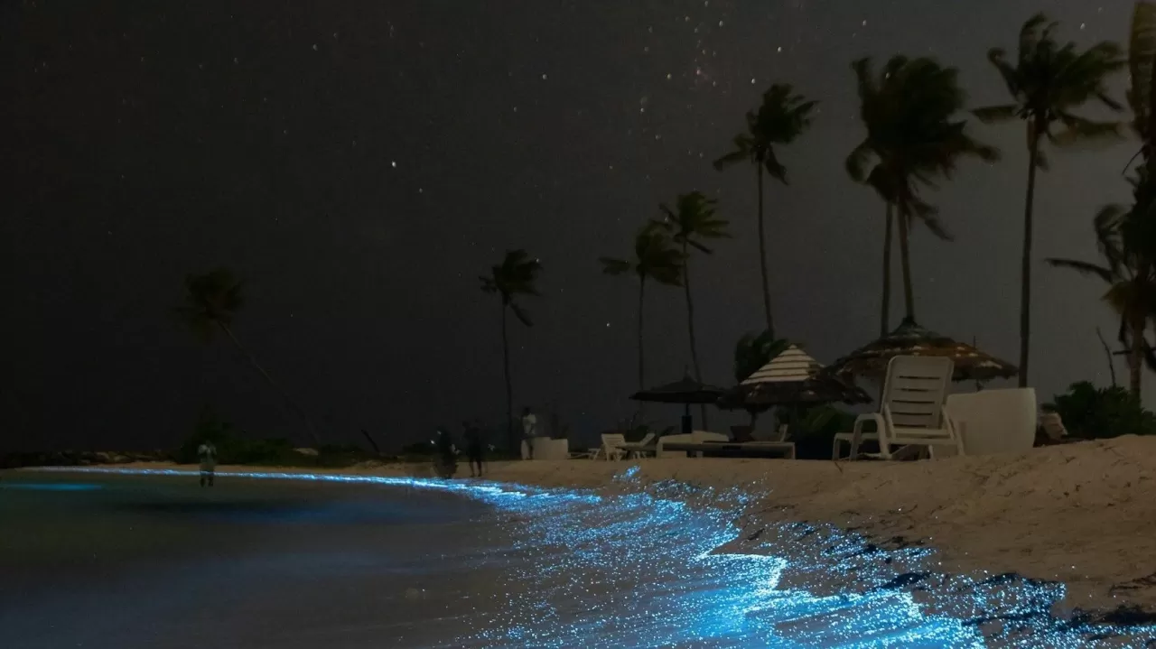 Meksika Sahillerini Aydınlatan Büyülü Işık: Mavi Gelgit'in Seyir Zamanı Geldi