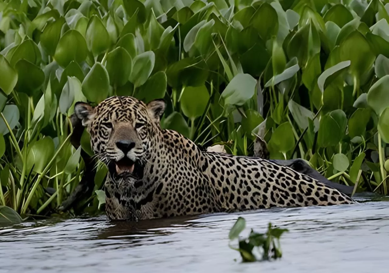 Vahşi Yaşamın Kalbi Pantanal: Jaguar ve Dev Su Samurları İle Unutulmaz Karşılaşma
