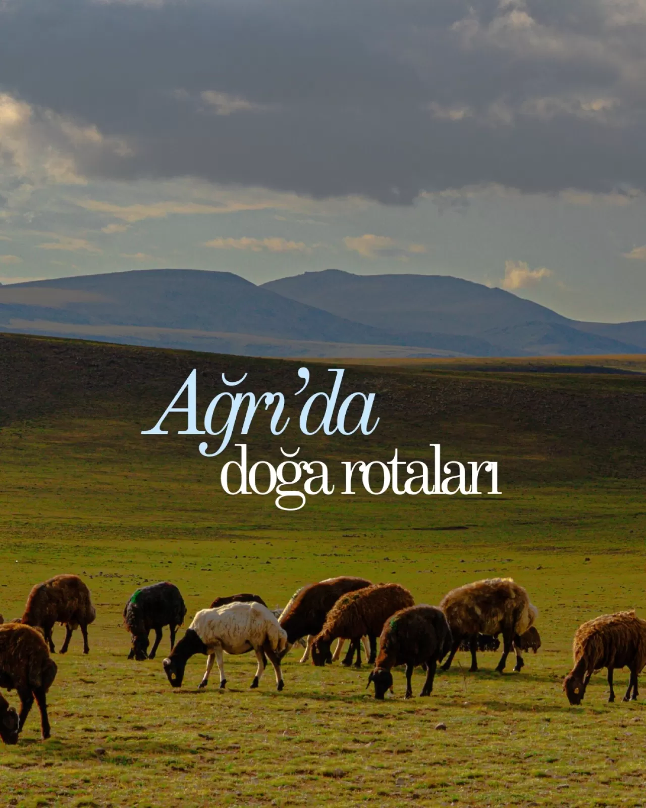 Ağrı'nın Saklı Cennetlerinde Doğayla Baş Başa: Huzurun Yeni Adresi