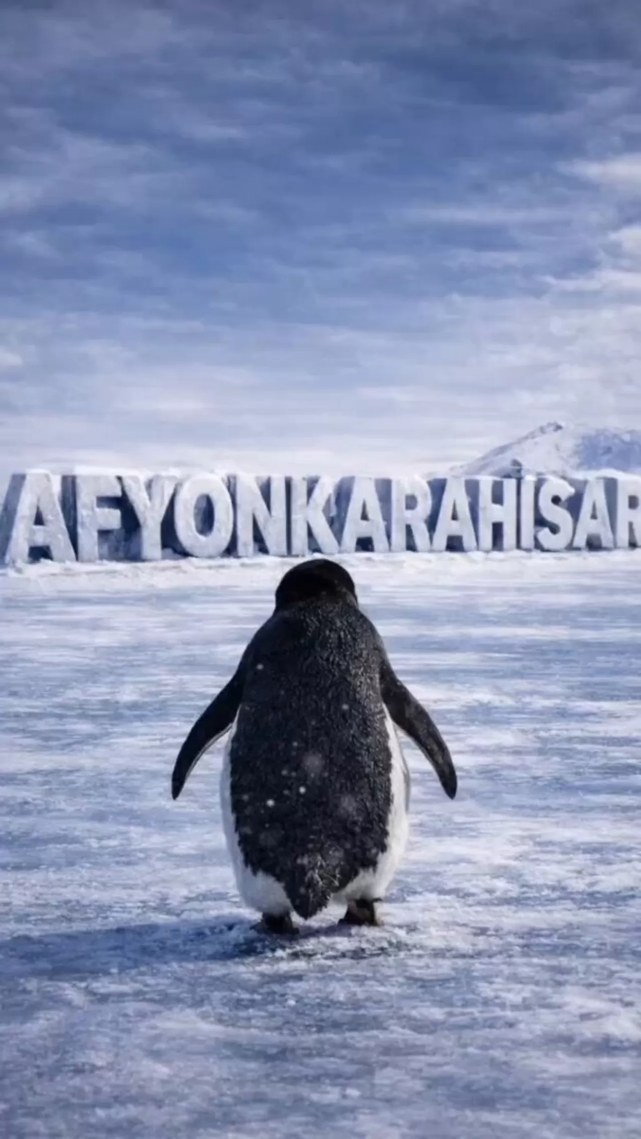 Karda Mahsur Kalan Minik Köpek, Afyonkarahisar'ın Sıcak Kucağında Yeni Bir Yuva Buldu