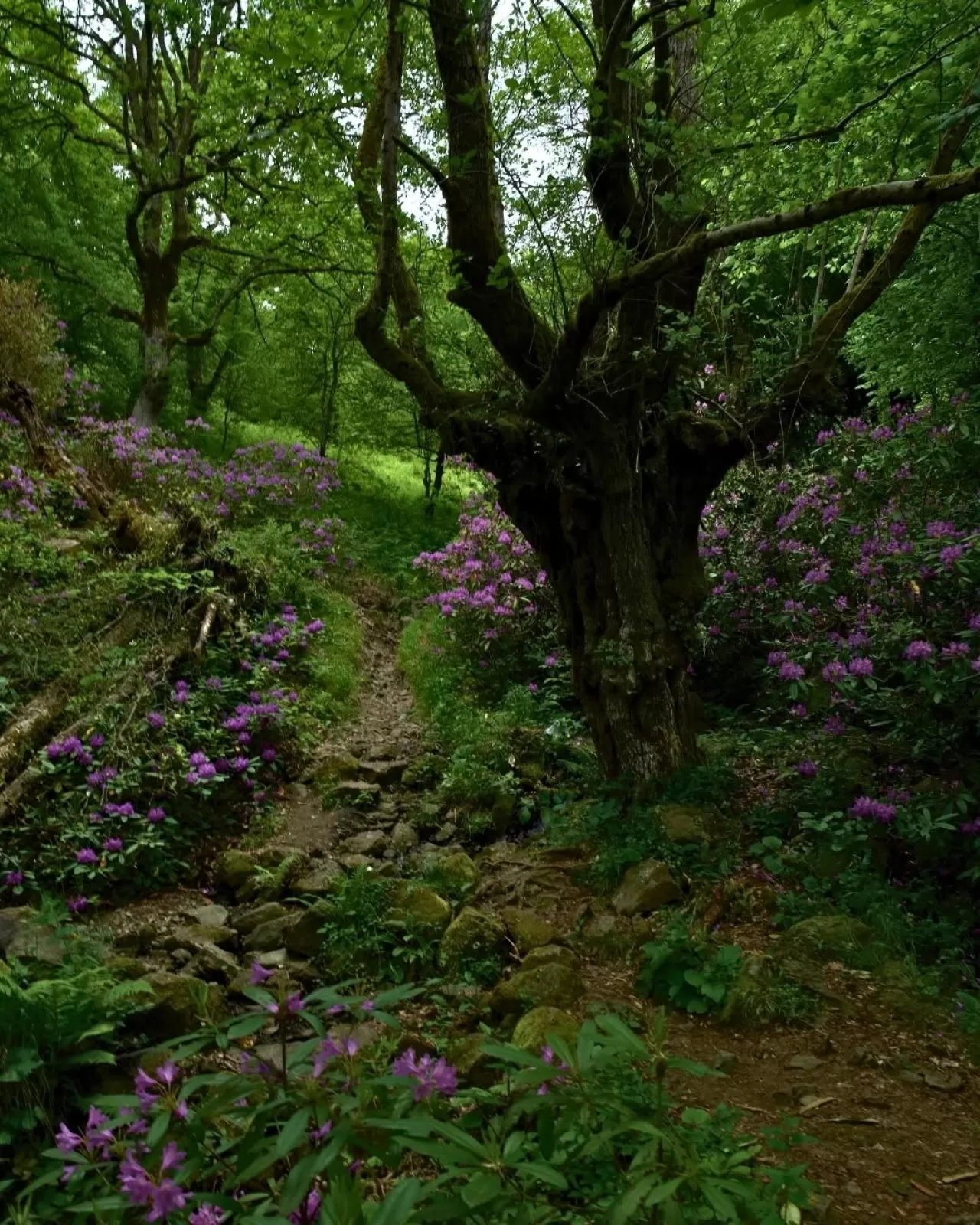 Bartın'ın Saklı Cenneti: Gergece Şelalesi'nin Büyüleyici Gücü