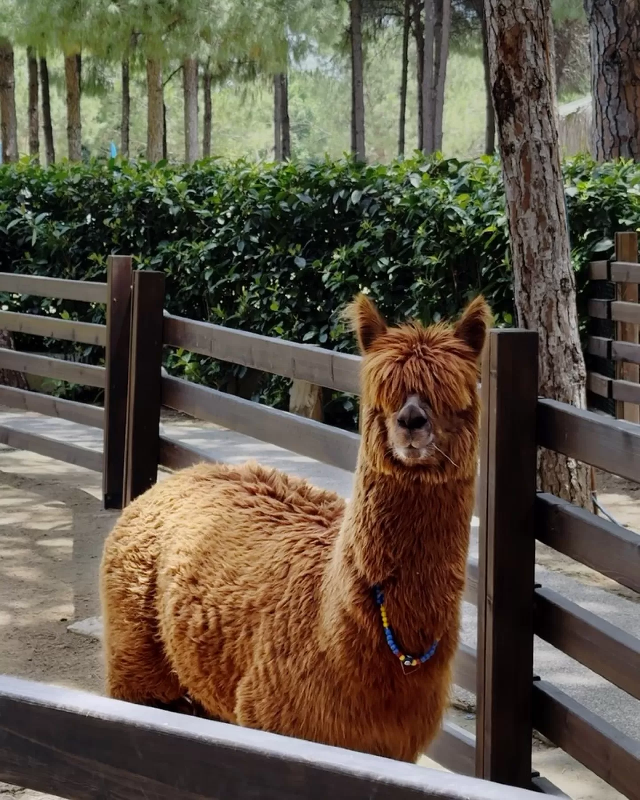 Regnum Carya'da Çocuklar İçin Unutulmaz Bir Macera: Ali Baba'nın Çiftliği