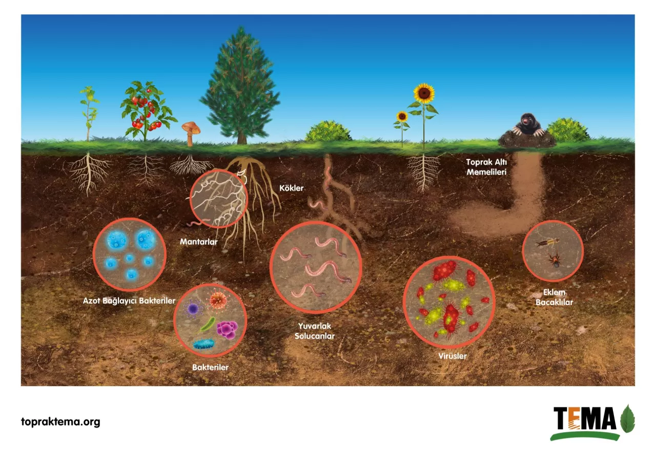 Toprakla Temas ve Fermente Lezzetler: Mikrobiyom Detoksu ile Bağırsak ve Ruh Sağlığınızı Yenileyin
