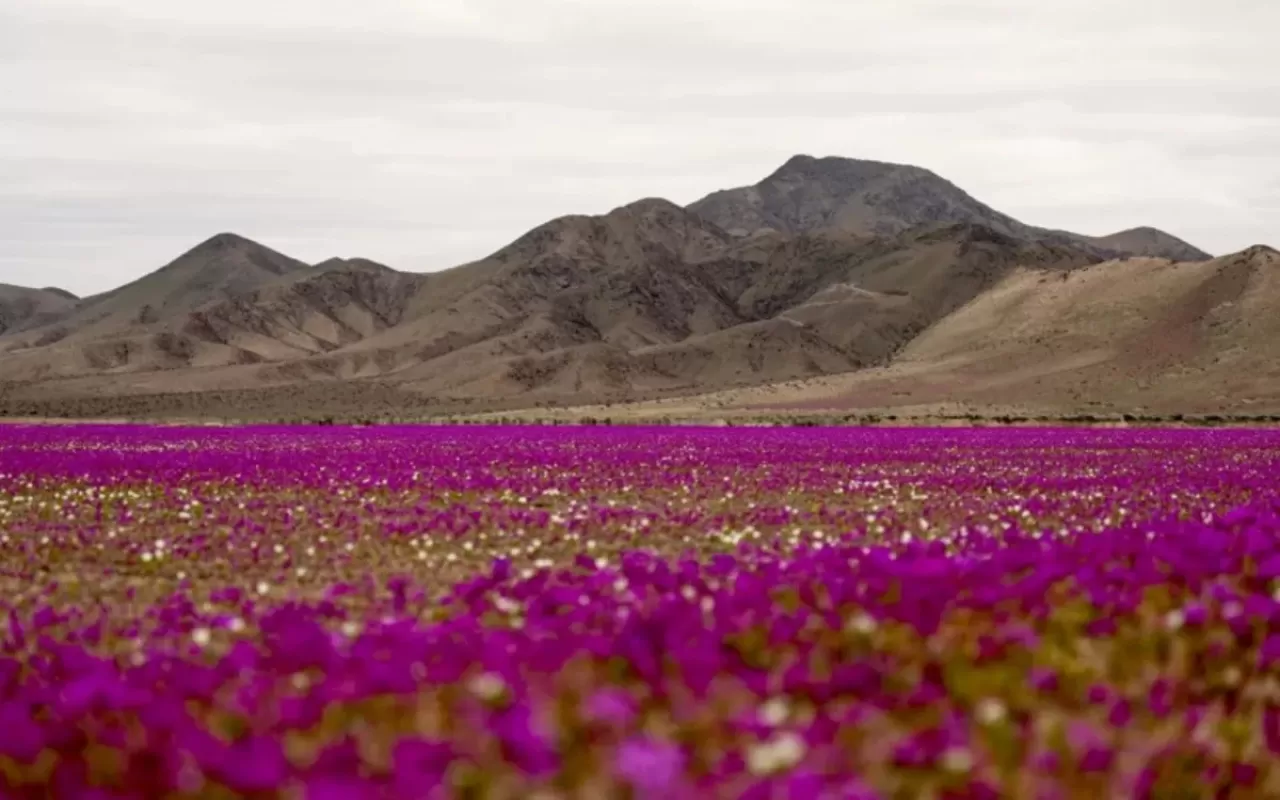Atacama Çölü'nün Mucizesi: Dünyanın En Kurak Yeri Şimdi Renk Cümbüşüne Büründü