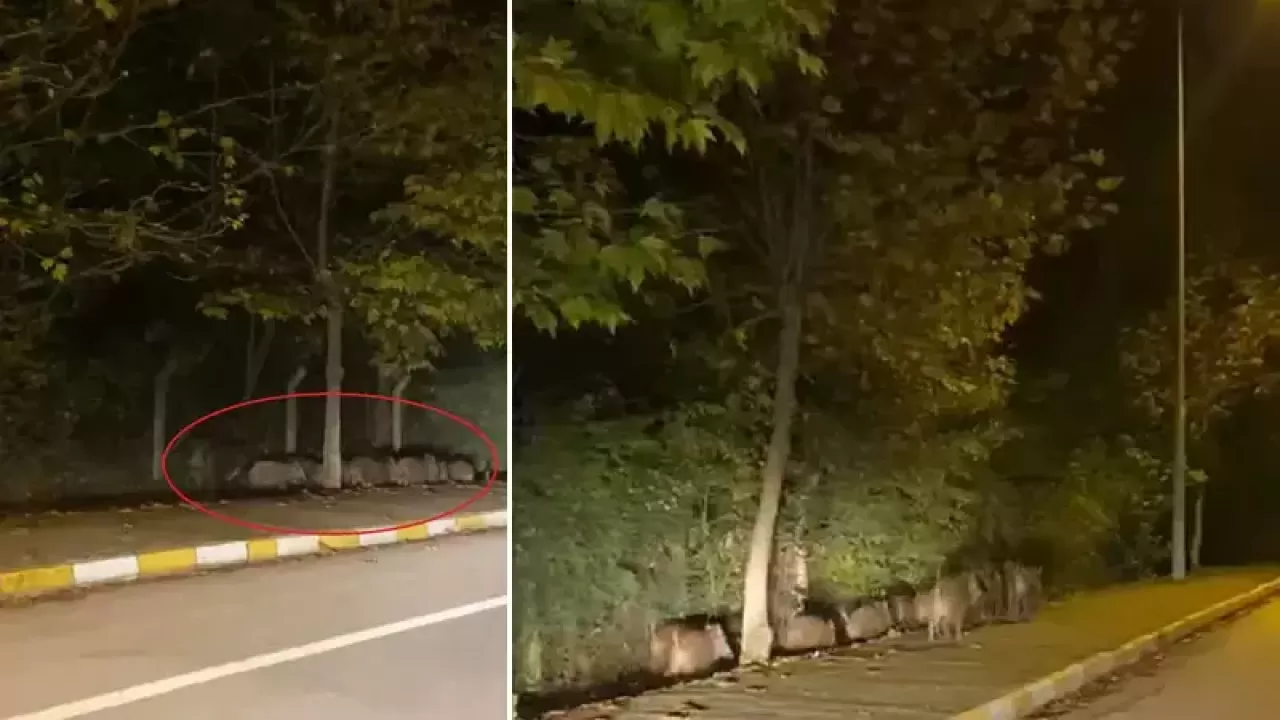 Gökyüzünden Hipnotik Bir Şov: 