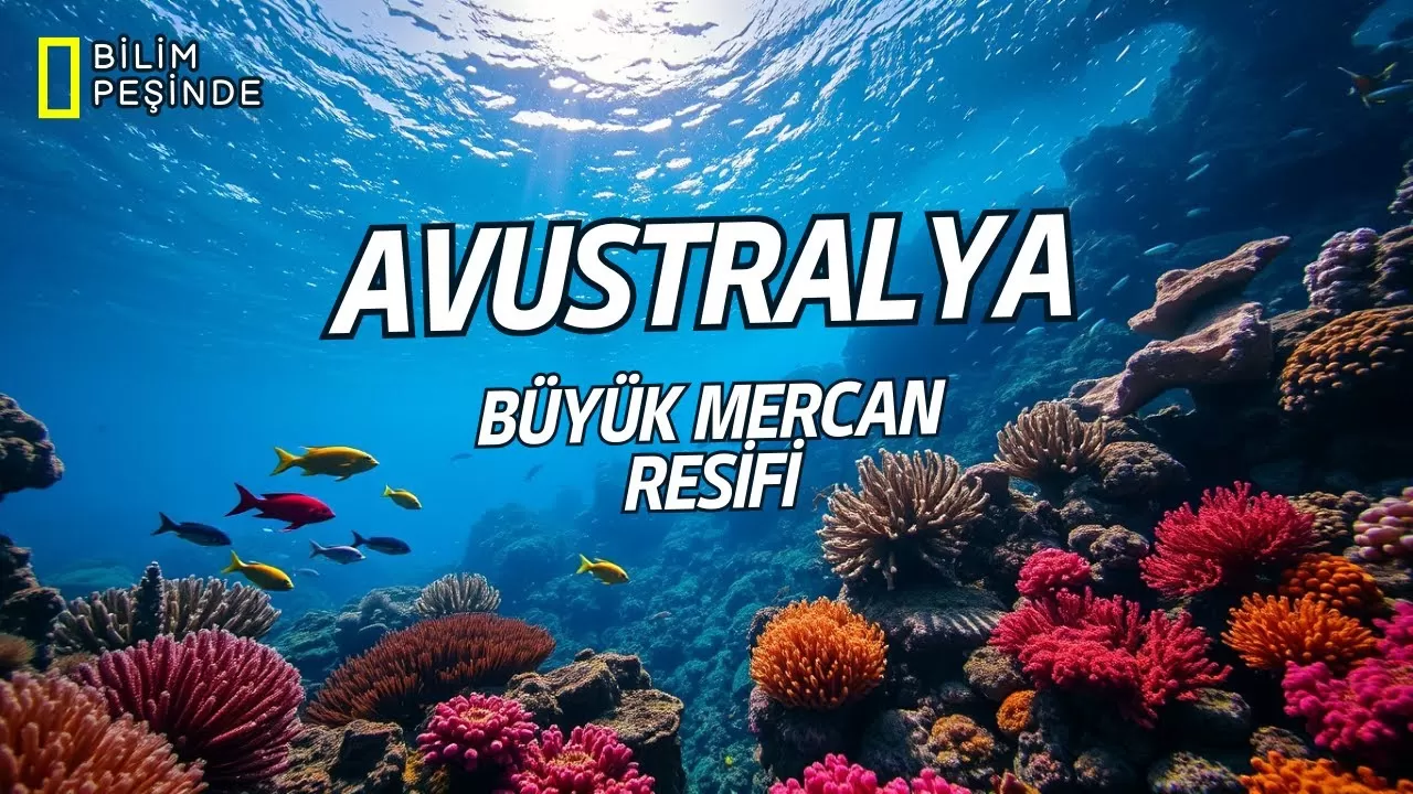 Büyük Set Resifi'nde Büyüleyici Doğa Olayı: Mercan Yumurtlaması Seyahatiniz İçin En Doğru Zaman