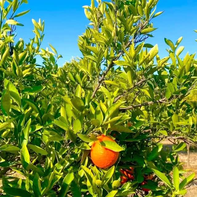 Köyceğiz, Narenciyeyle Tanınan Bir İlçe Haline Geliyor