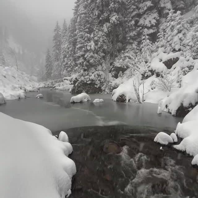 Doğu Karadeniz'in Soğuk Güzellikleri: Artvin'deki Karlı Ormanlar ve Dere Akışı