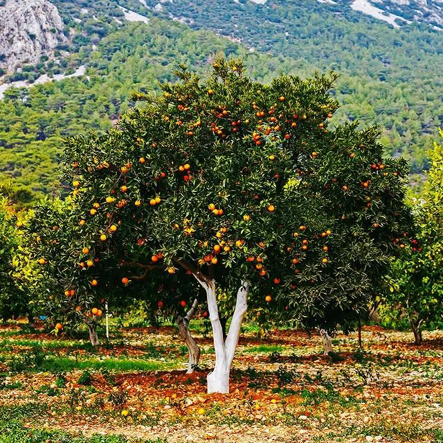 Muğla'nın Altın Portakal Hazine Vadileri