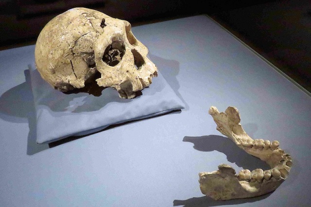 Afrika'dan Çıkışında Yeni Bir Görüş: İlk İnsanın Kimliği Yeniden Değerleniyor