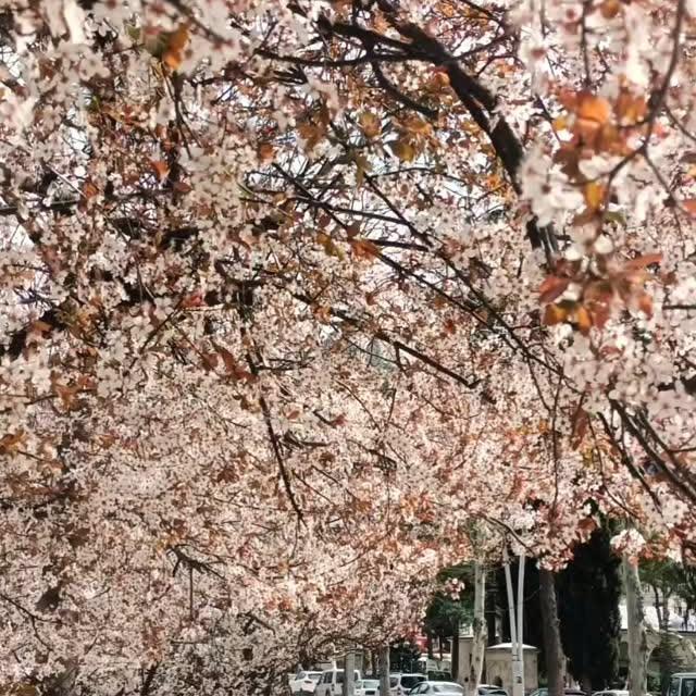 Amasya, Baharın İzlerini Taşıyor: Fotoğrafçılar Güzelliği Ölümsüzleştiriyor
