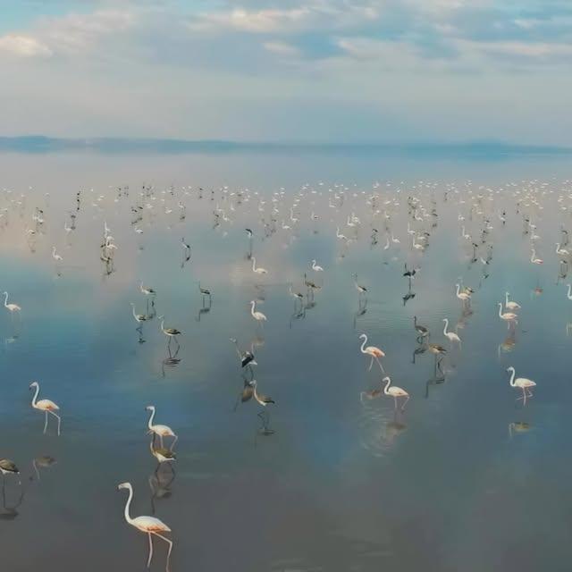 Eskişehir Gölü'nde Flamingoların Gösterisi Büyülüyor