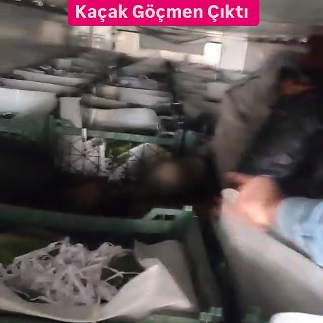 Amasya'da Durdurulan Karpuz Yüklü Tırda Kaçak Göçmenler Ele Geçirildi