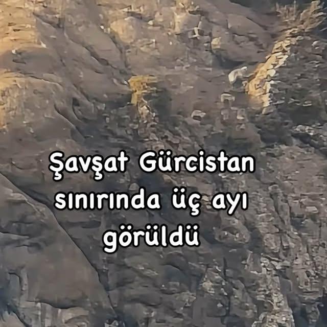 Artvin'de Ayı Gözlemi: Şavşat’ta Bir Aile Ayısı Doğayı İzledi