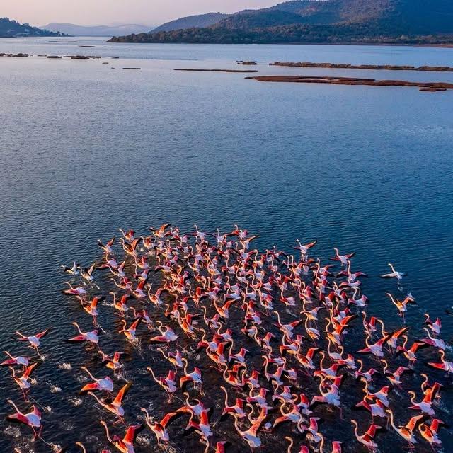 Bodrum'da Flamingoların Cazibesi: Doğa ve Güzellik Bir Arada
