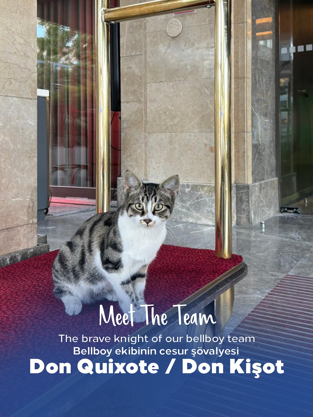 Ankara HiltonSA, Hayvanları Koruma Günü'nde Otelin Maskotu Don Kişot ile Kutlama Yaptı