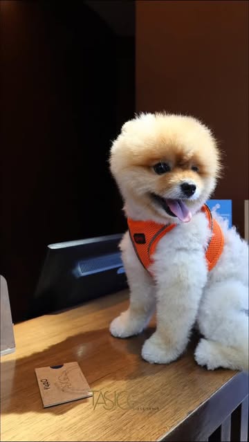 4 Ekim Dünya Hayvanları Koruma Günü'nde Otellerde Evcil Hayvan Misafir Uygulaması