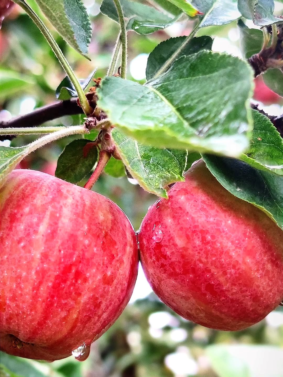 Amasya Elması Hasadı Başladı: Yüzyıllık Lezzet Dallardan Sofralara Ulaşıyor