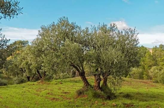 Aydın'da Zeytin Ağacı Varlığı 25 Milyon 110 Bin 138 Olarak Tespit Edildi