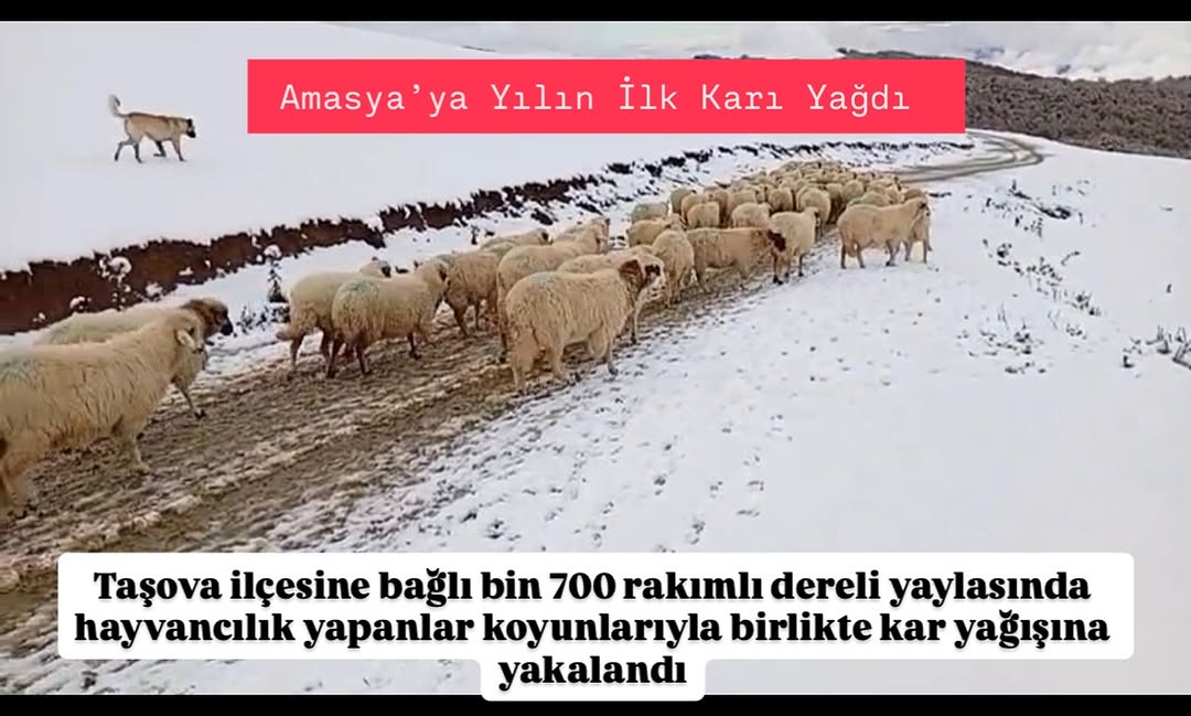 Amasya'da Yılın İlk Karı Hayvancılık Yapanları Yolda Yakaladı