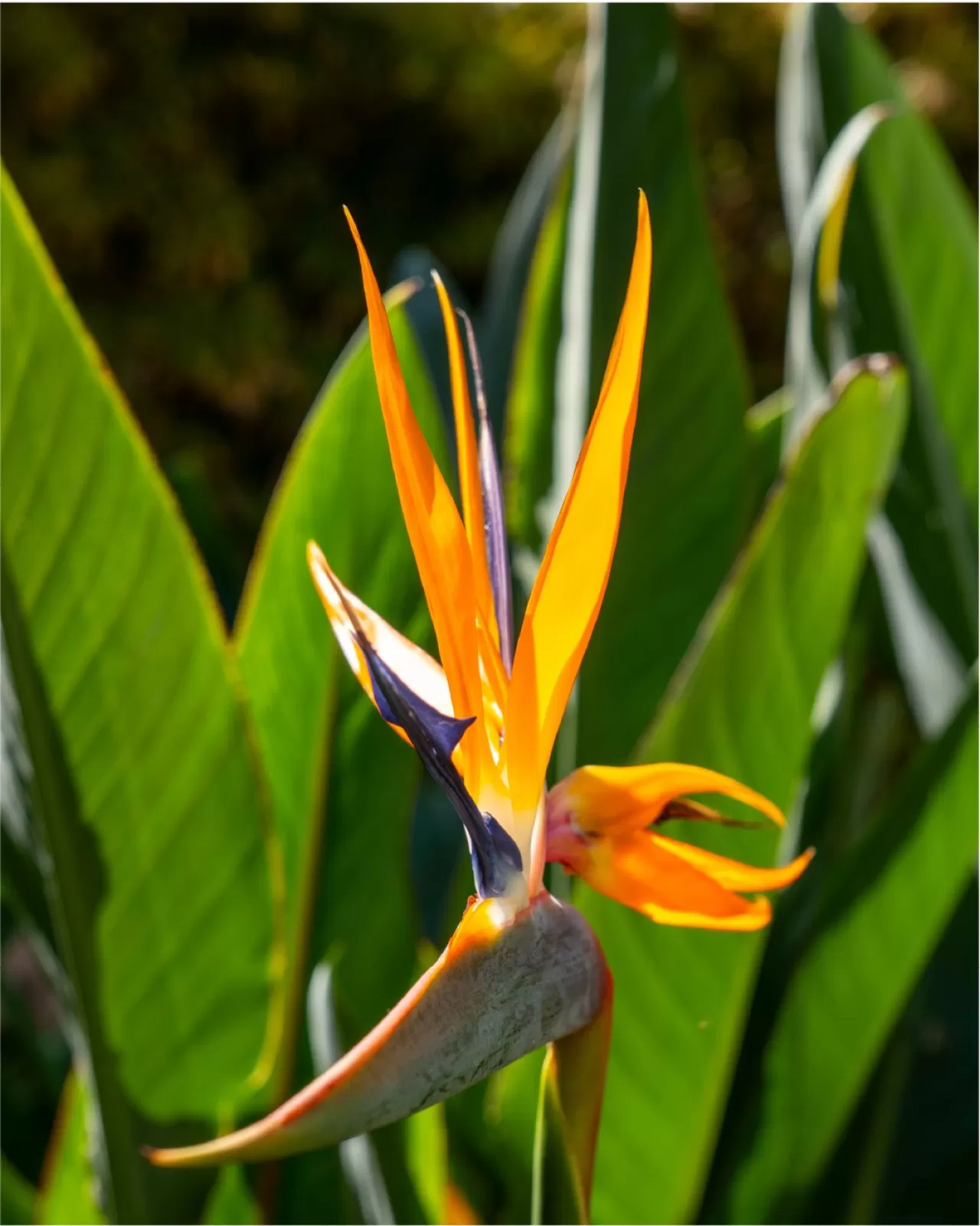 AK-KA HOTELS ALINDA, William Blake'ten Alıntıyla Doğanın Zarafetini Vurguladı